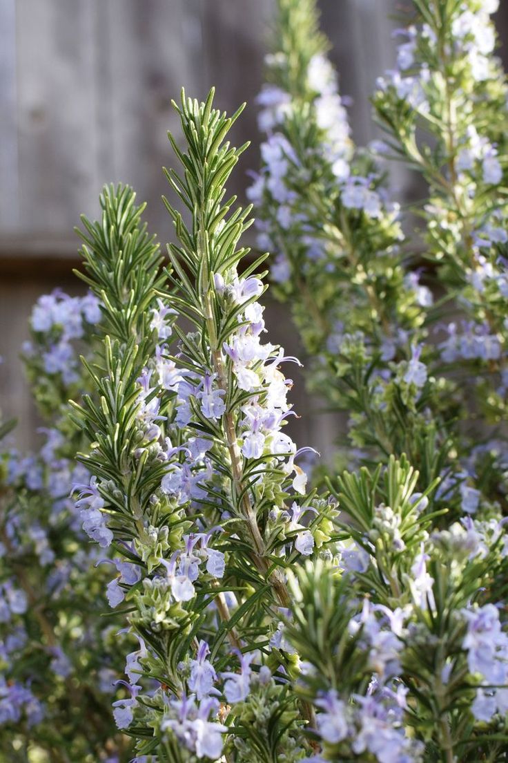 The Power Of Rosemary Oil For Your Scalp